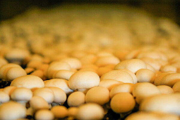 Centro de interpretación Fungiturismo