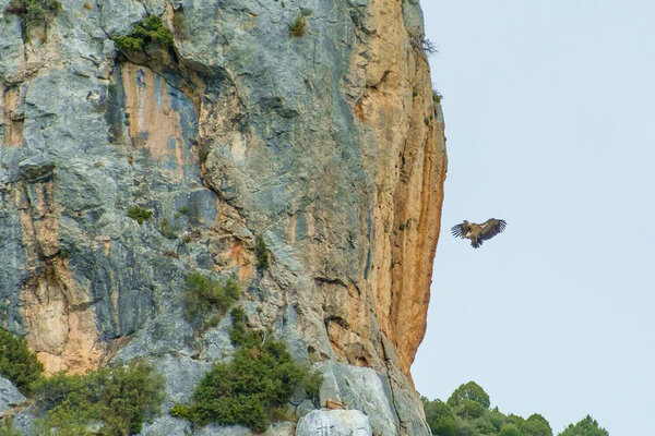 Zonas de especial protección para aves (ZEPAS) Zonas de especial protección para aves (ZEPAS)