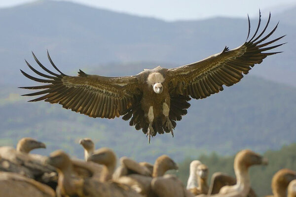 Centro de interpretación y observación del buitre