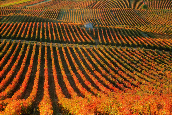 Ruta del vino Rioja Alta