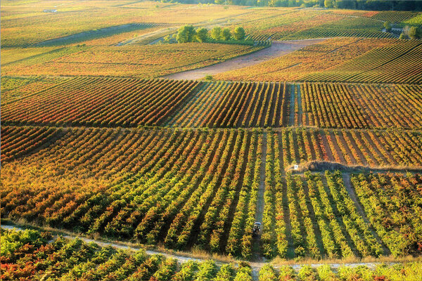 Ruta del vino Rioja Oriental
